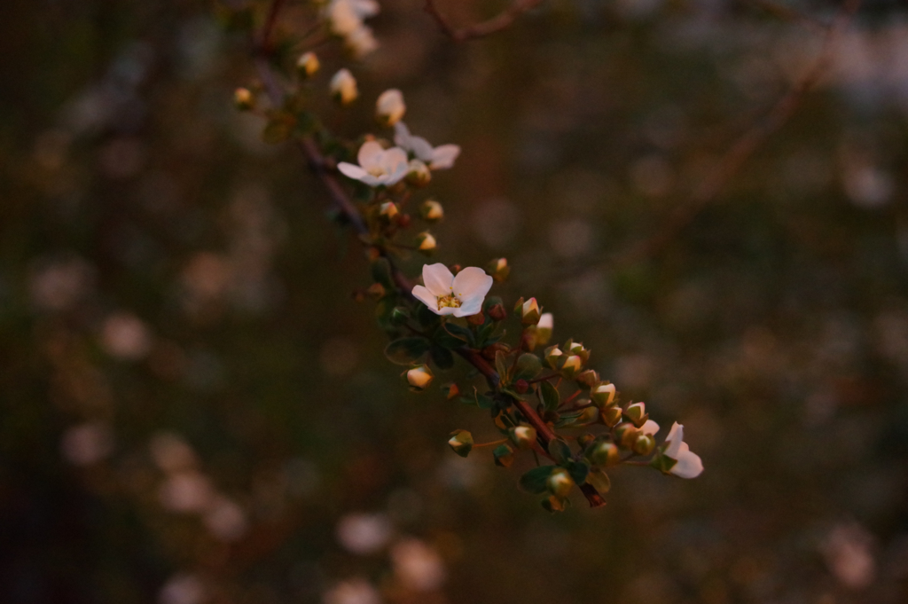 f:id:qayap:20170318223112j:plain f:id:qayap:20170318223112j:plain