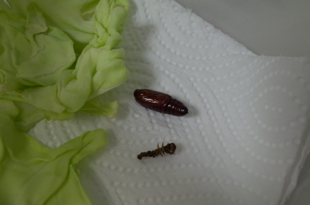 f:id:qayap:20170613211536j:plain