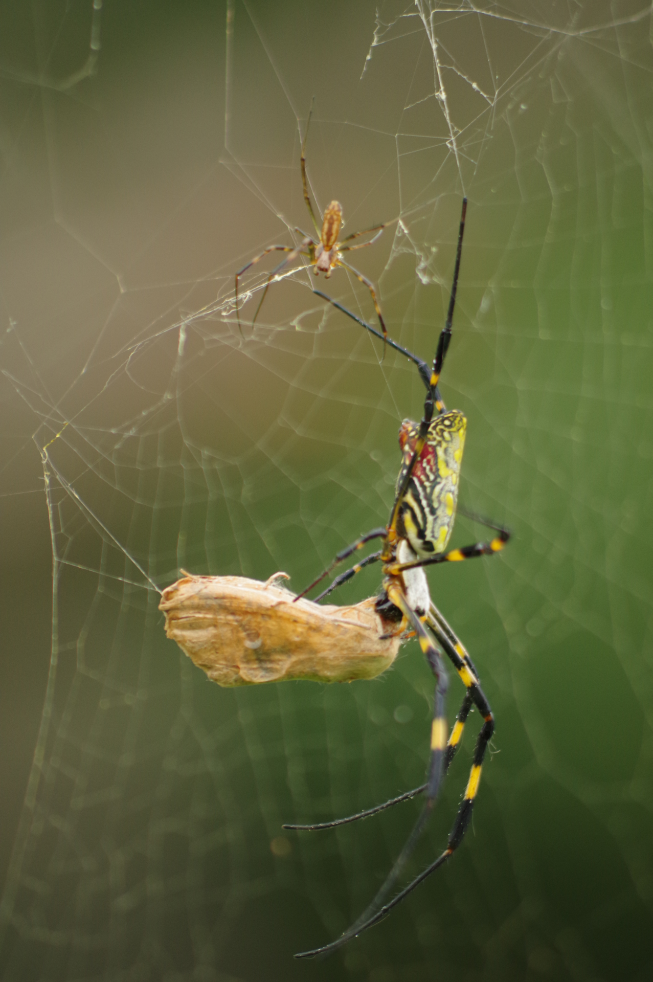 f:id:qayap:20171028162543j:plain