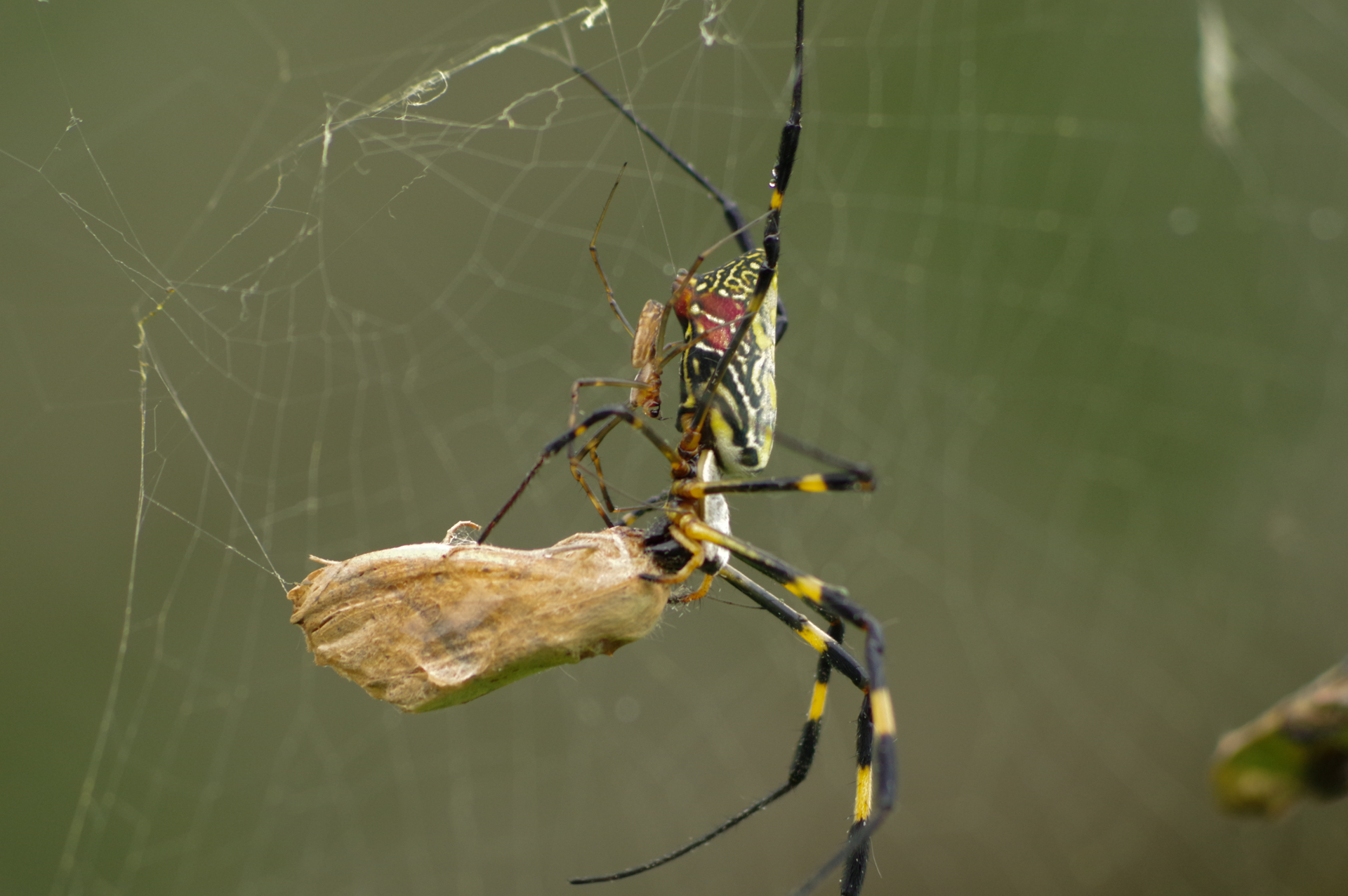 f:id:qayap:20171028162805j:plain