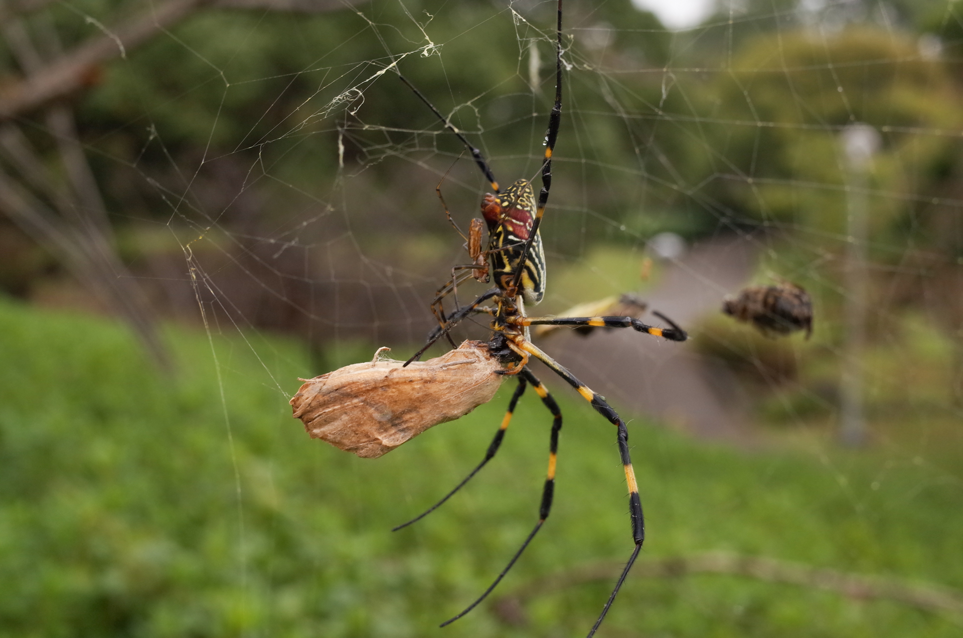 f:id:qayap:20171028163035j:plain