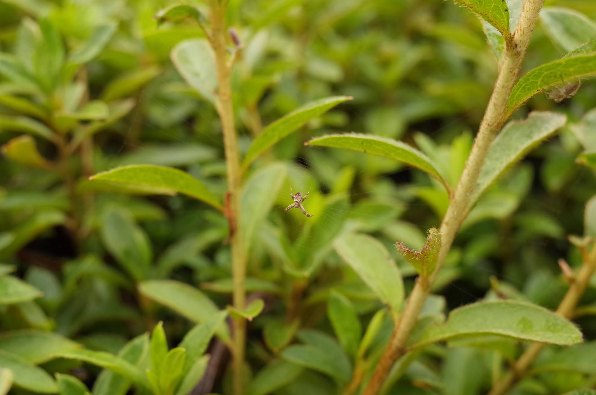 f:id:qayap:20171028164202j:plain