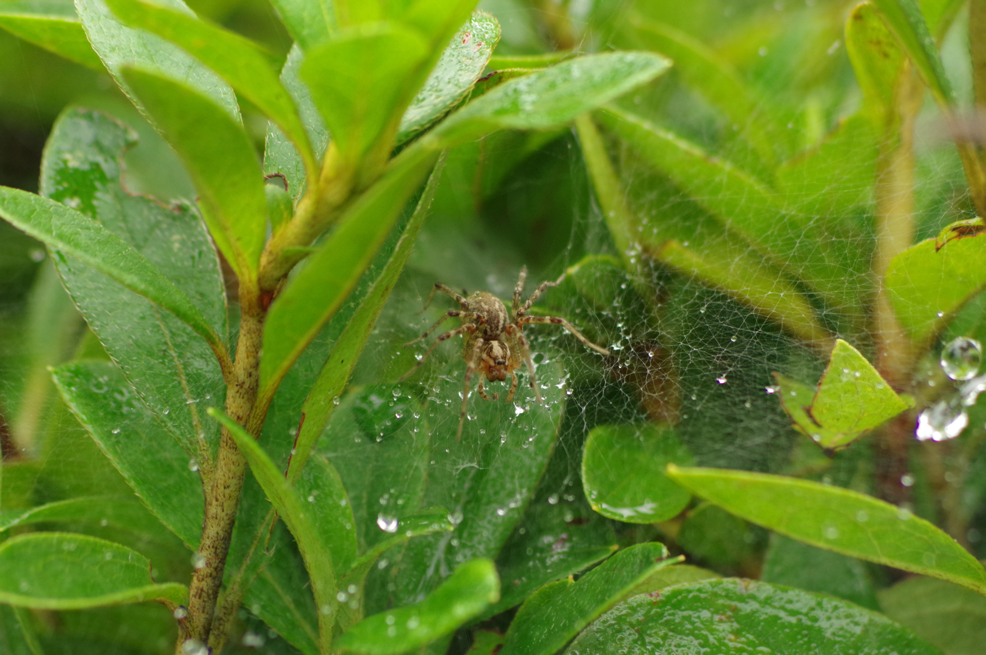 f:id:qayap:20171028165628j:plain