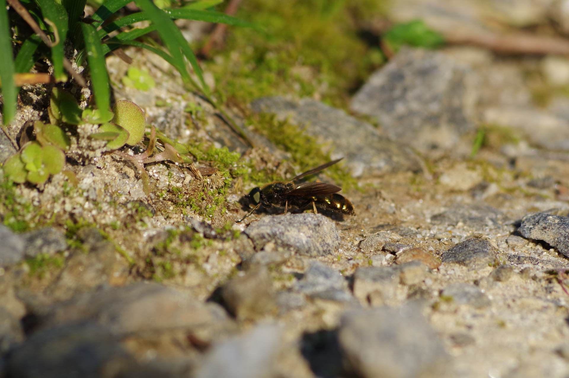 f:id:qayap:20171105151229j:plain