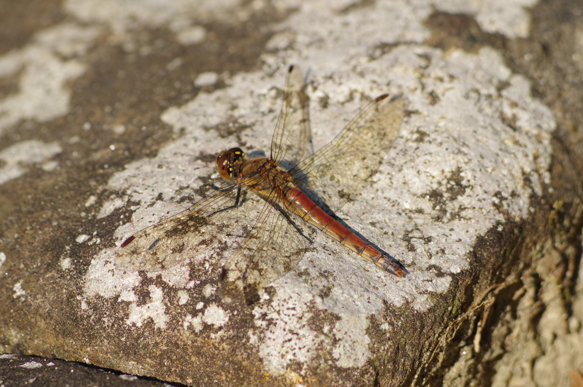 f:id:qayap:20171105152746j:plain