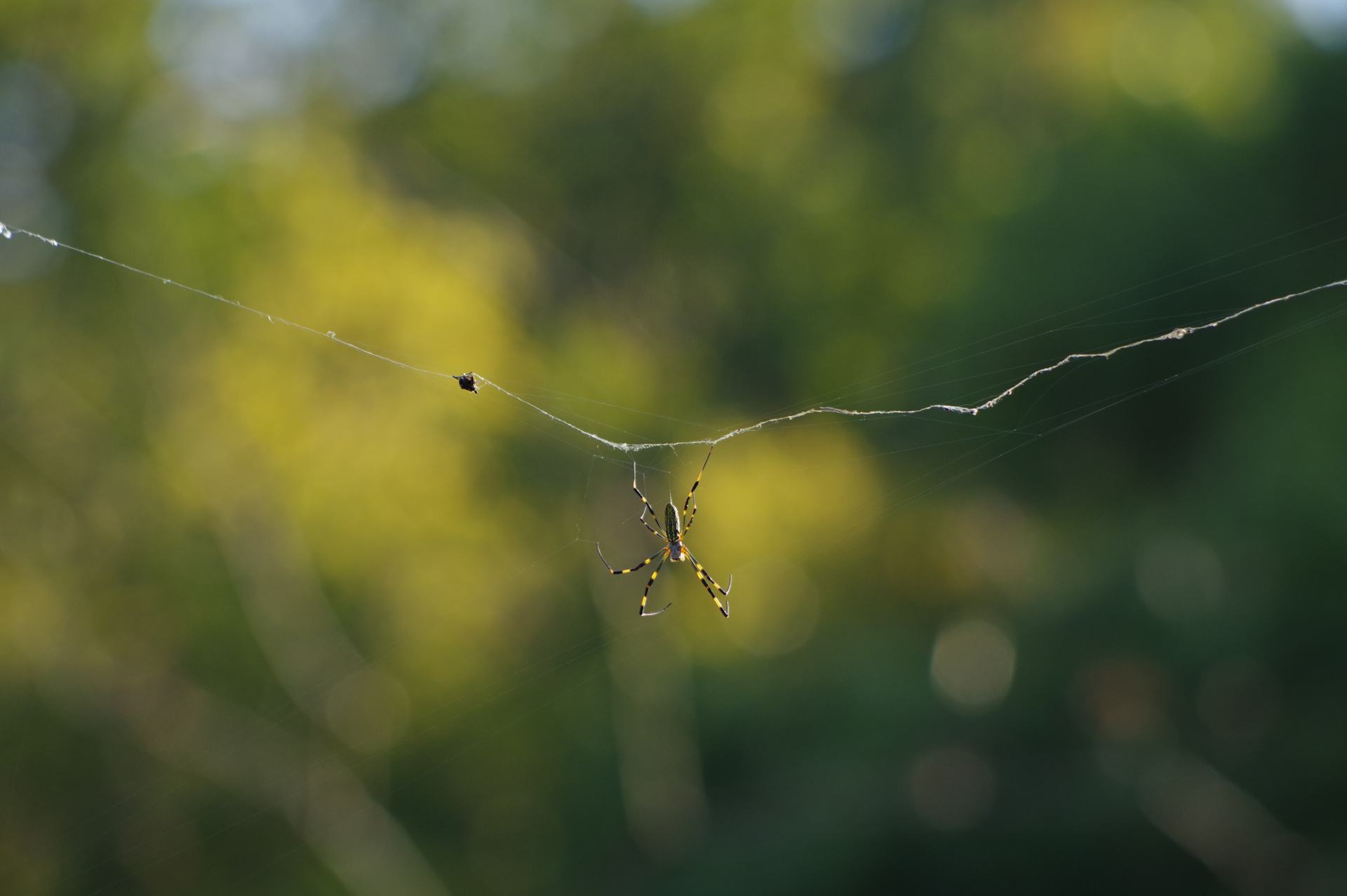 f:id:qayap:20171105153059j:plain