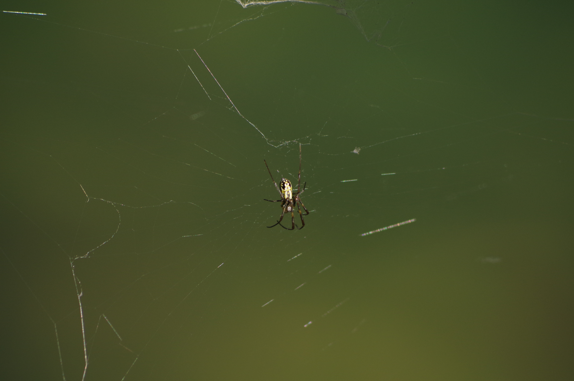 f:id:qayap:20171105154539j:plain