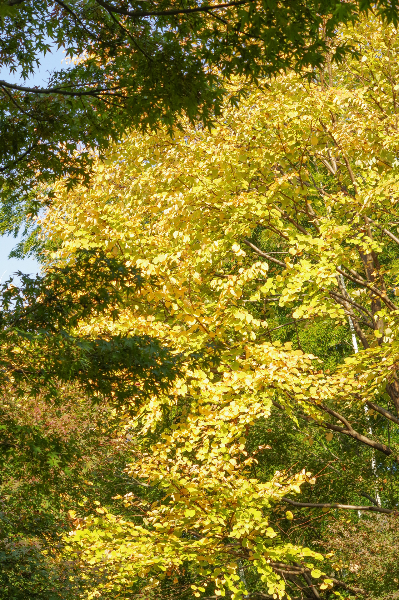 f:id:qayap:20171105155415j:plain