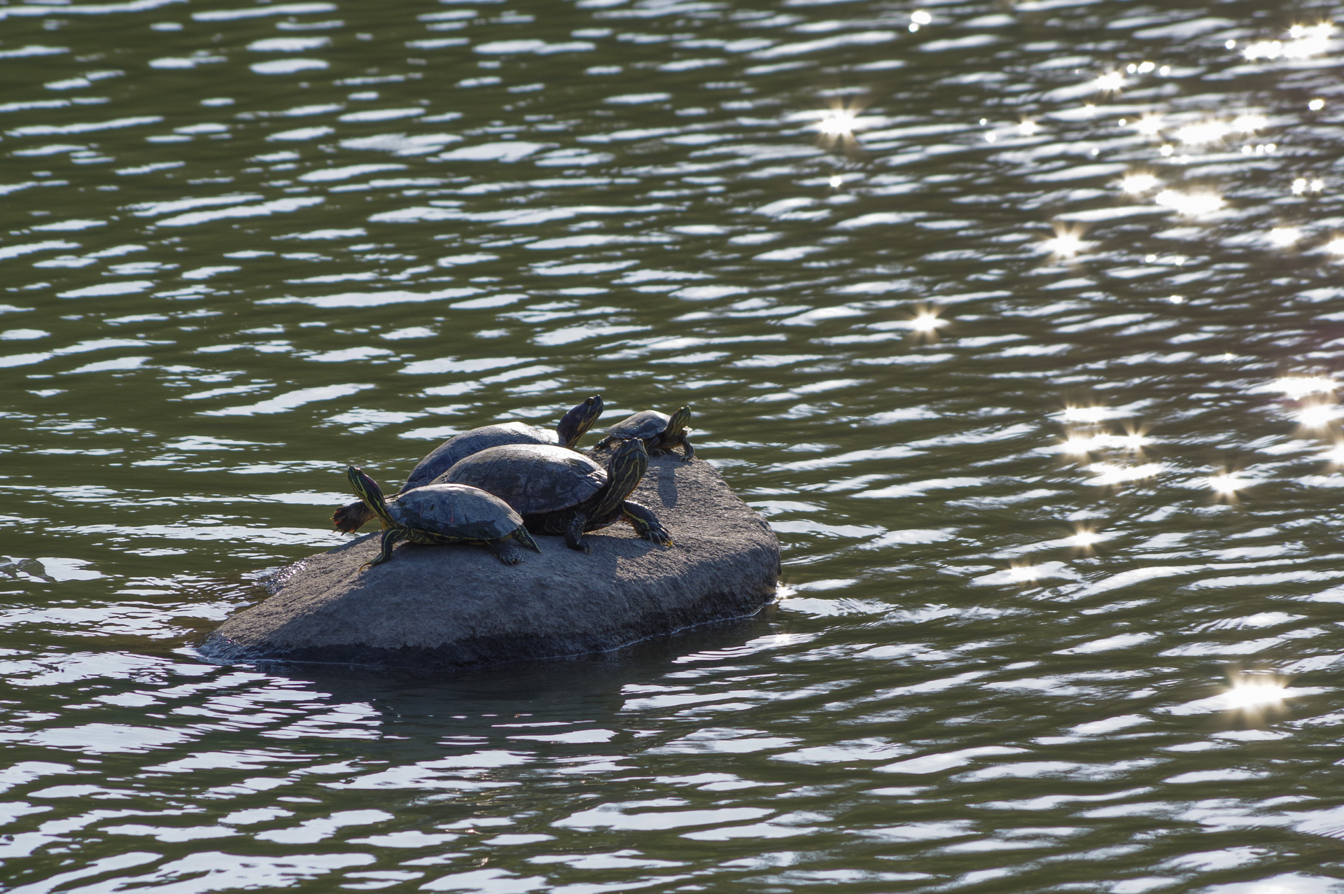 f:id:qayap:20171105202854j:plain