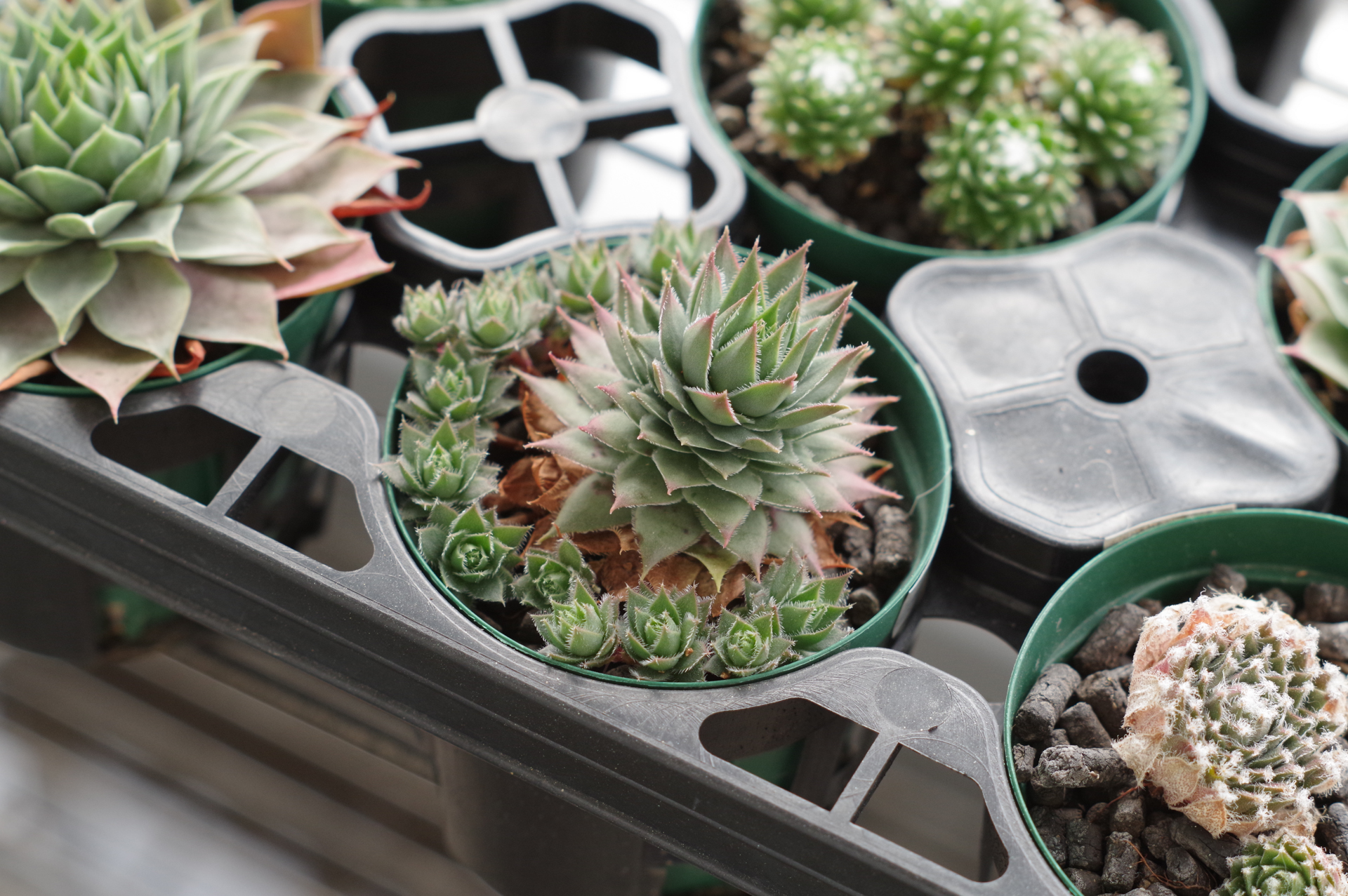 f:id:qayap:20171216210454j:plain