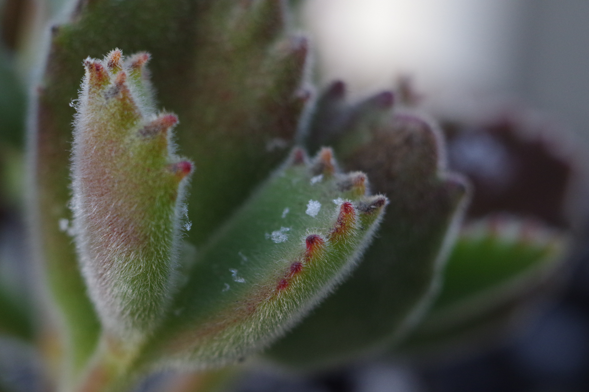 f:id:qayap:20180125213520j:plain