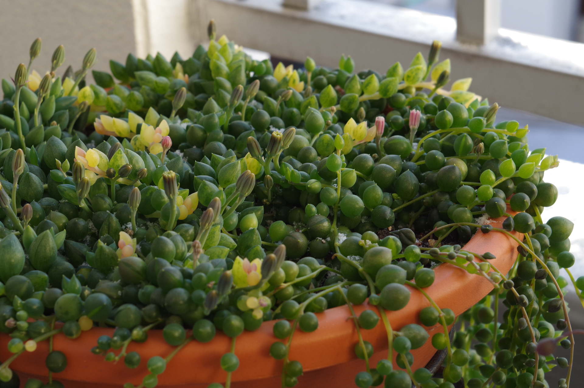 f:id:qayap:20180125213928j:plain