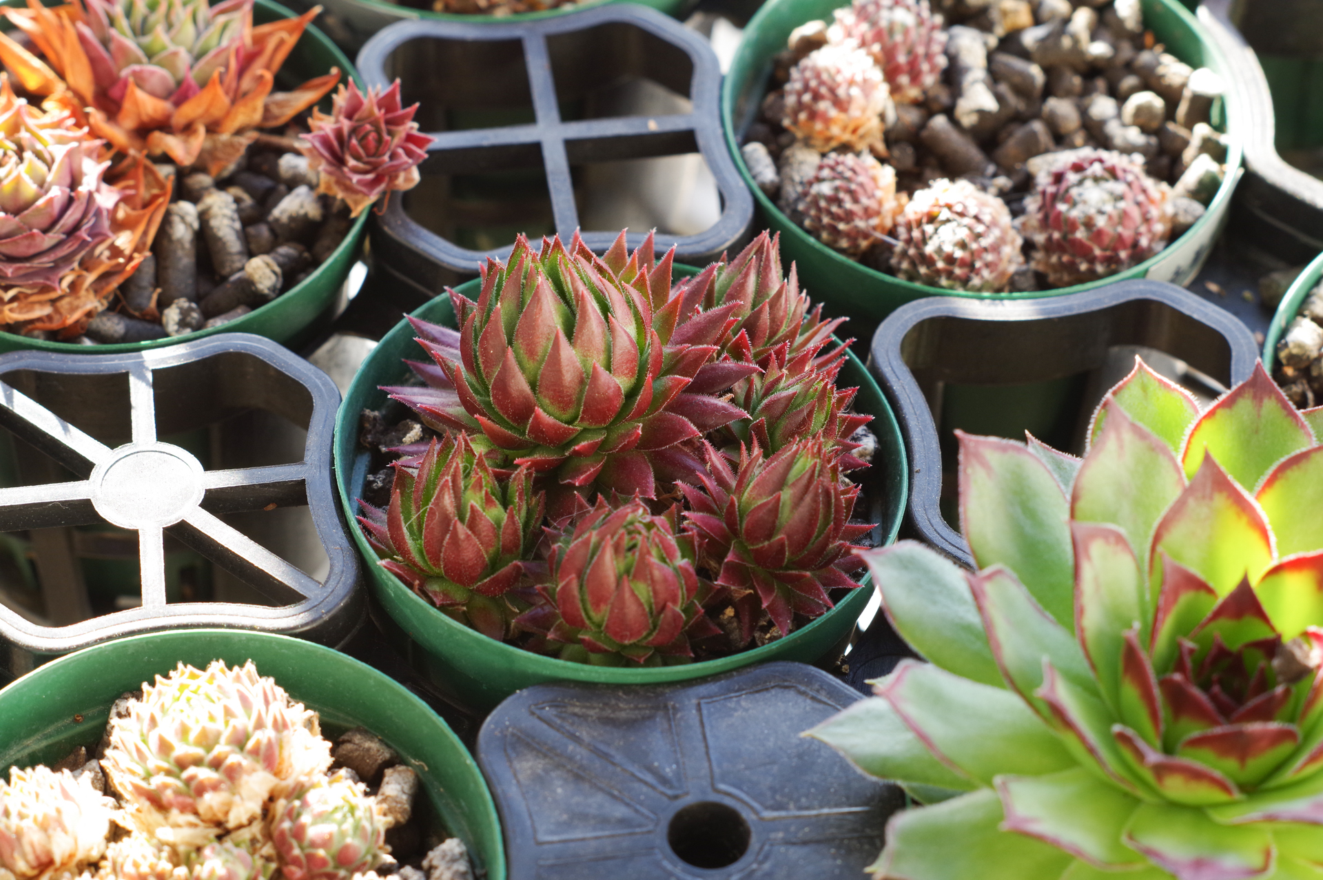 f:id:qayap:20180127100123j:plain