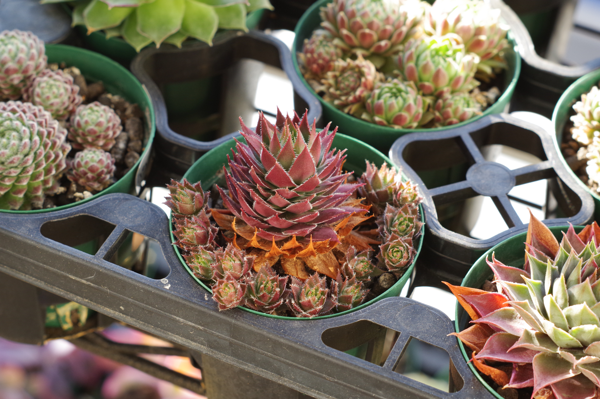 f:id:qayap:20180127100351j:plain