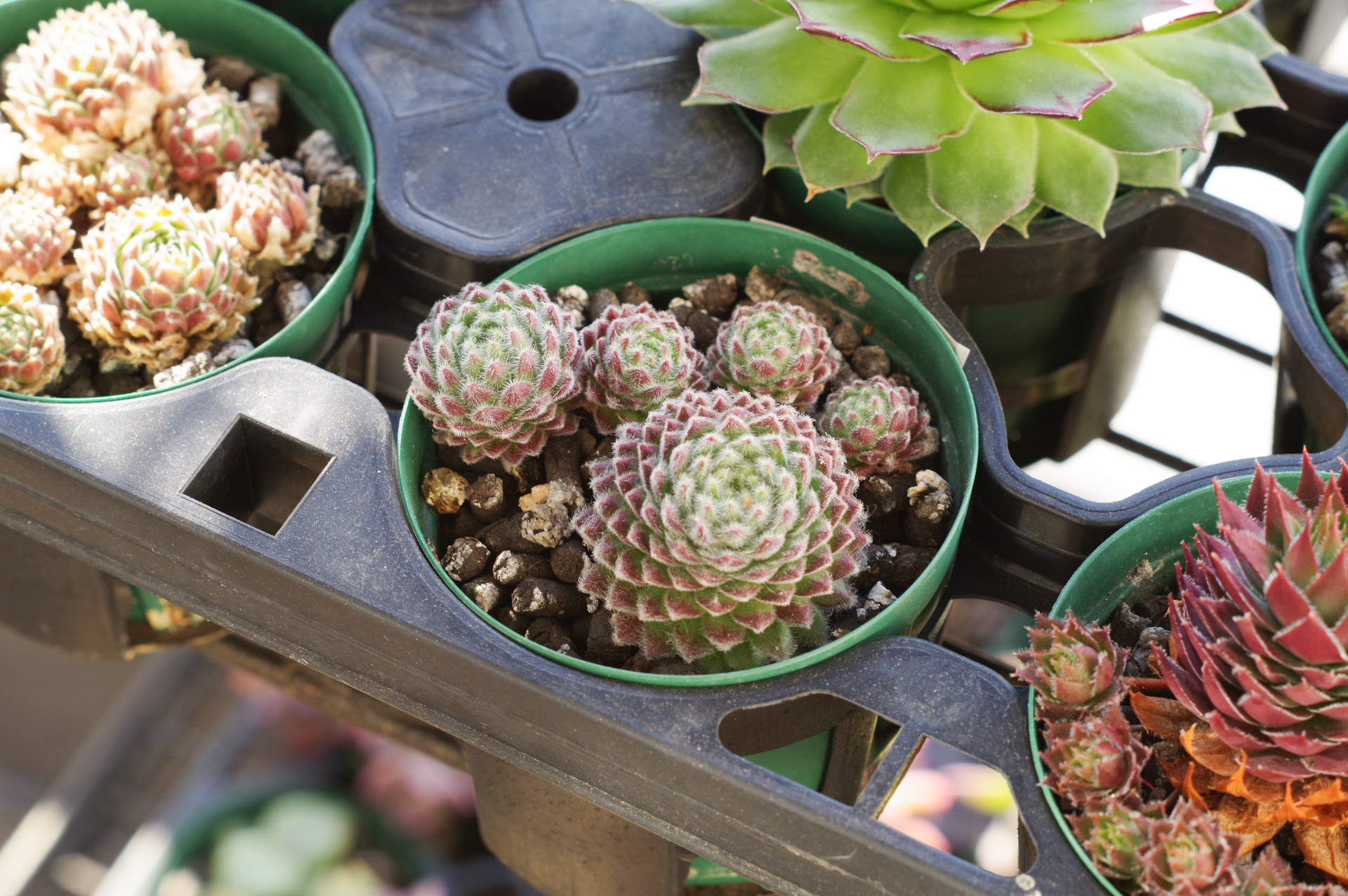 f:id:qayap:20180127101147j:plain