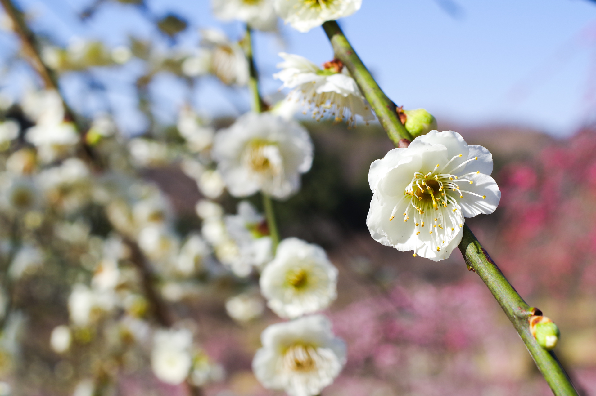 f:id:qayap:20180311153537j:plain f:id:qayap:20180311153537j:plain