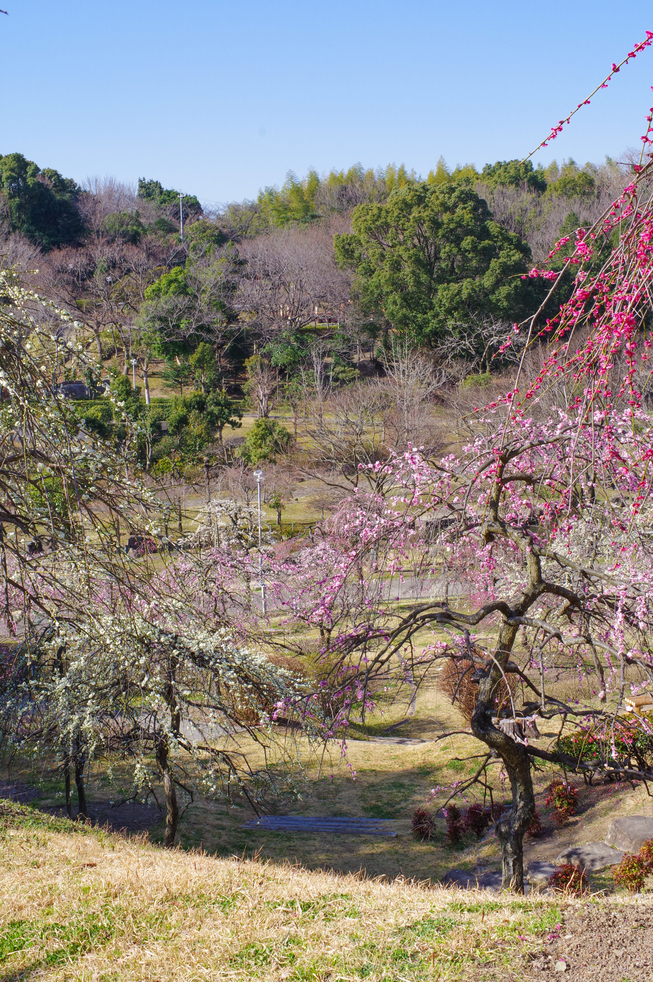 f:id:qayap:20180311154342j:plain f:id:qayap:20180311154342j:plain