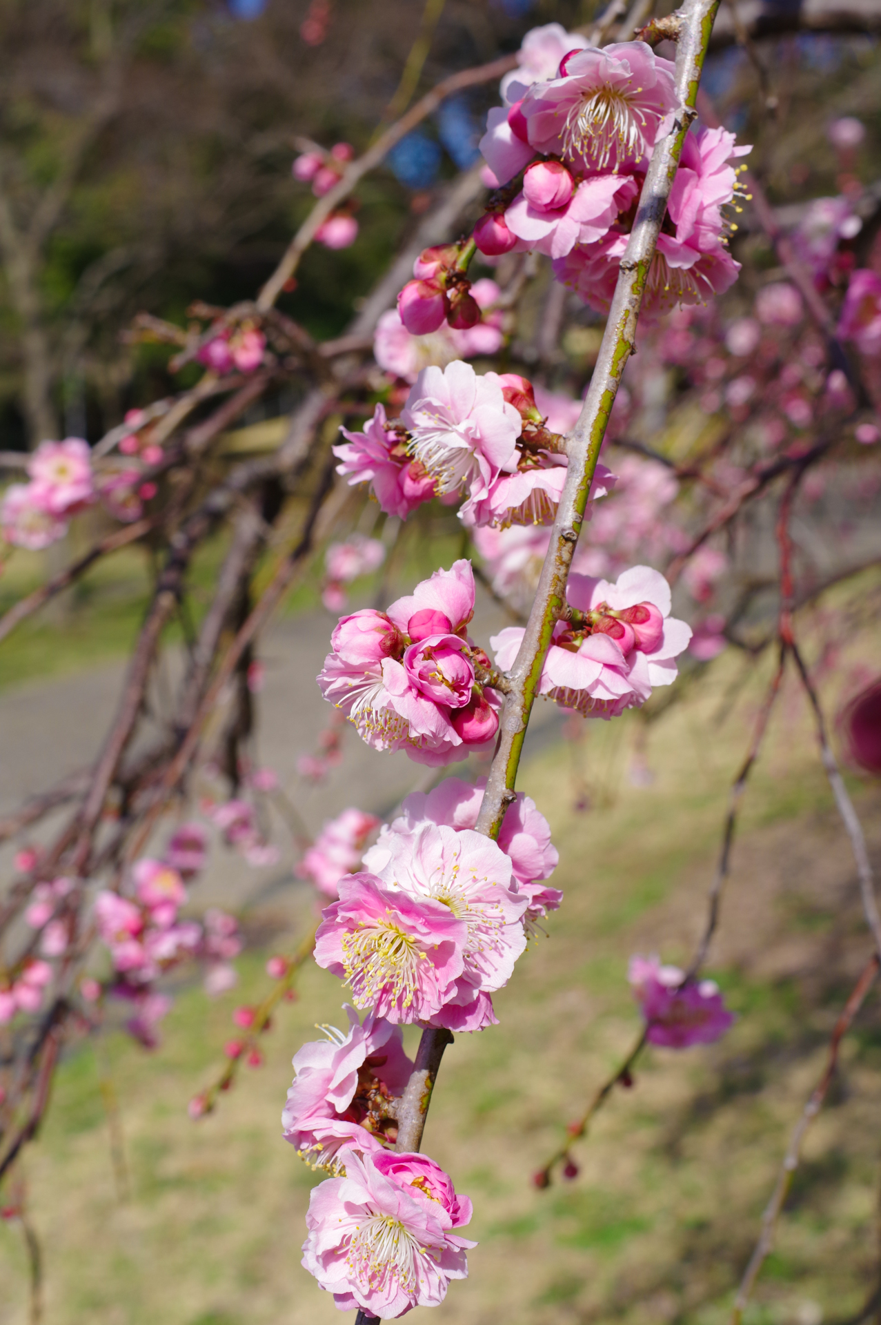 f:id:qayap:20180311155936j:plain f:id:qayap:20180311155936j:plain