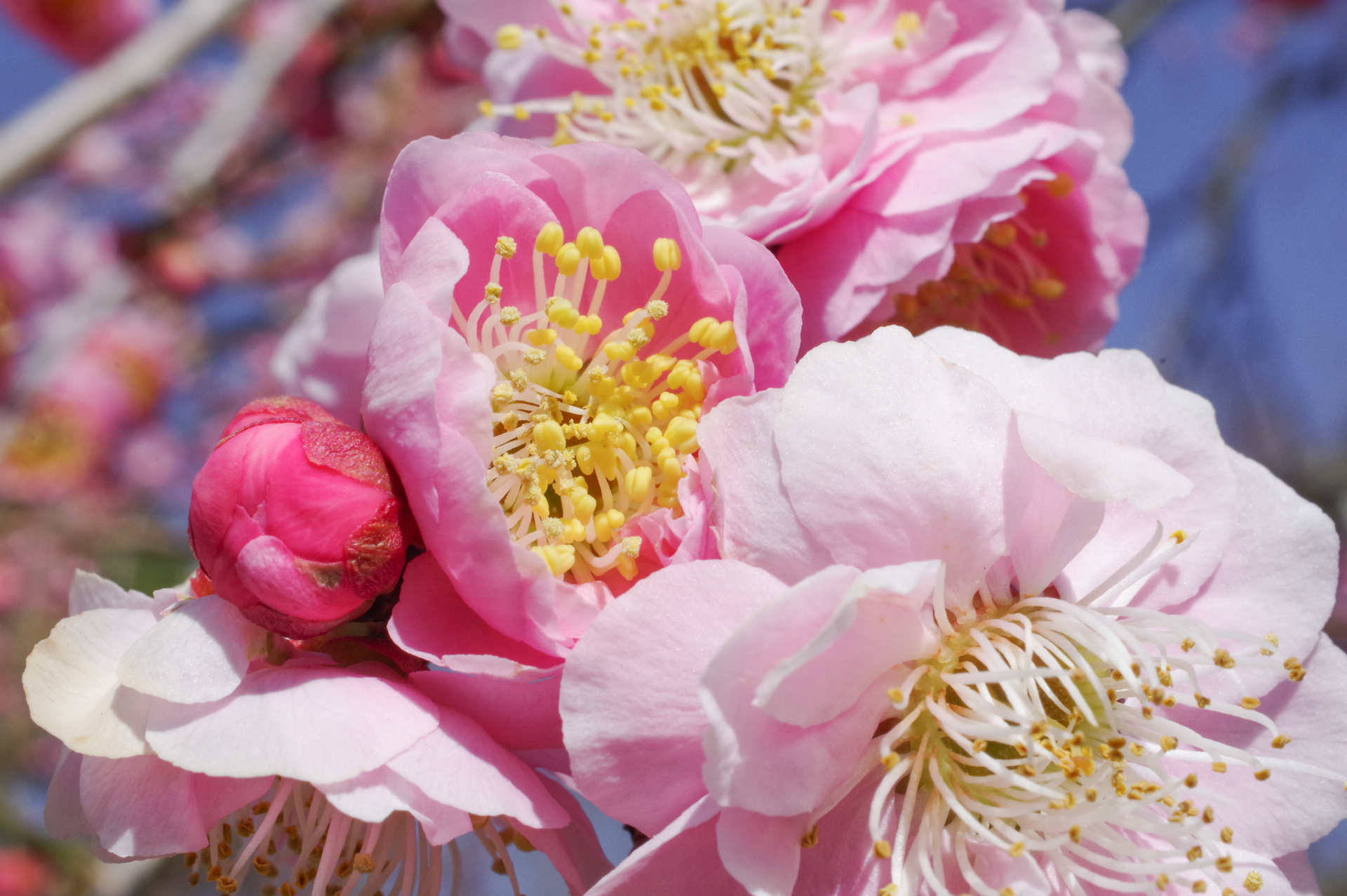 f:id:qayap:20180311160113j:plain f:id:qayap:20180311160113j:plain