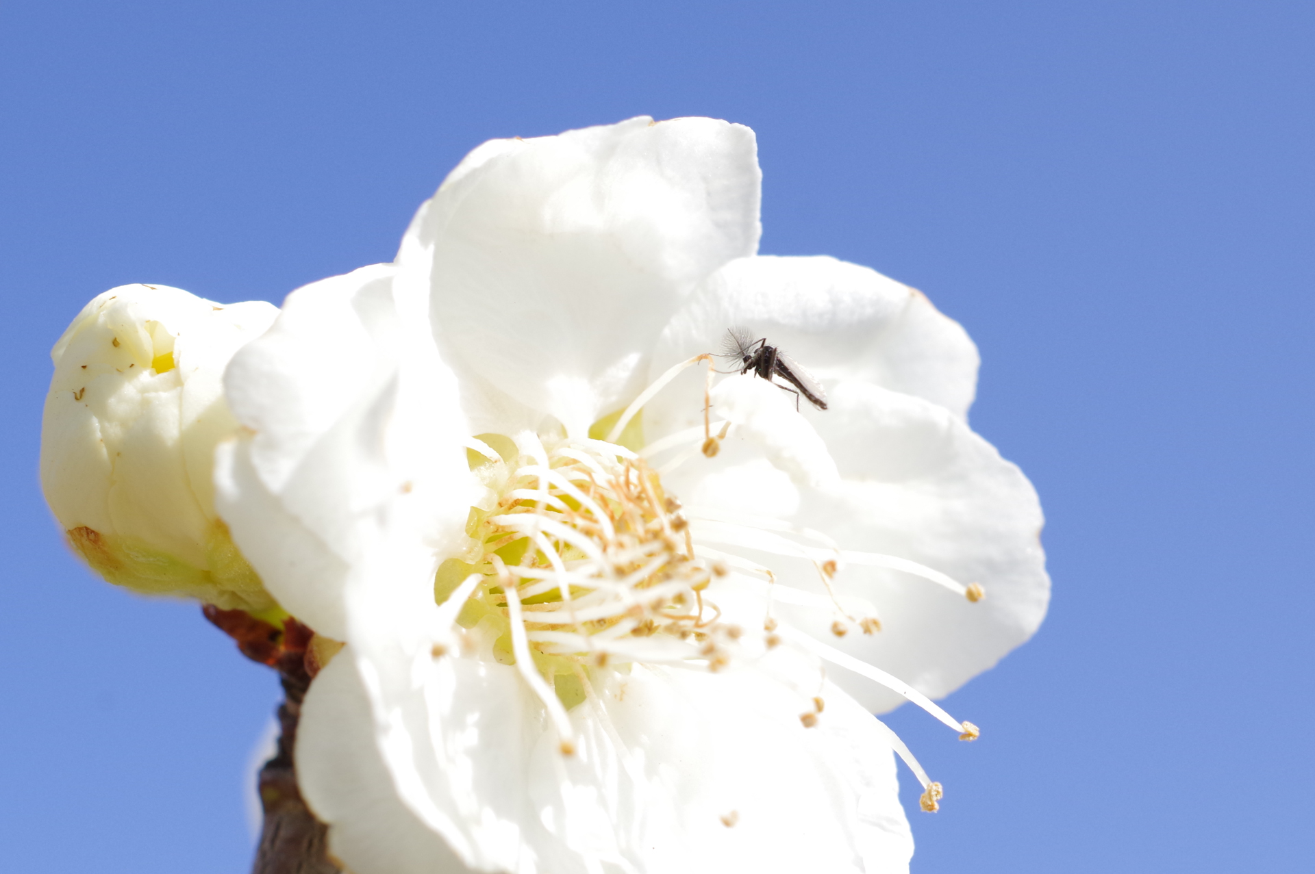 f:id:qayap:20180311160700j:plain f:id:qayap:20180311160700j:plain