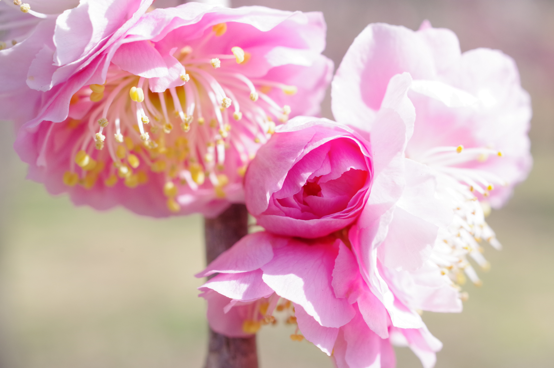 f:id:qayap:20180311161543j:plain f:id:qayap:20180311161543j:plain