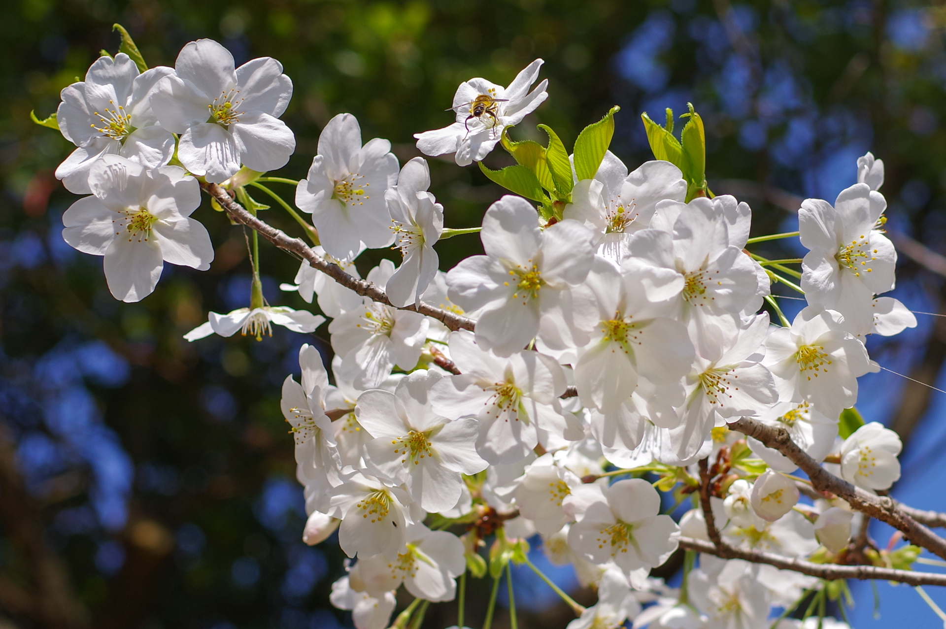 f:id:qayap:20180325165656j:plain