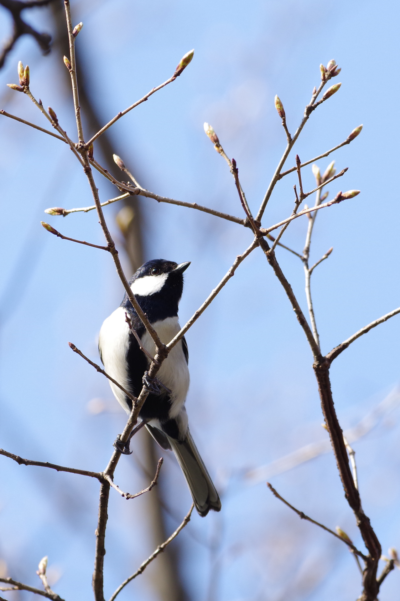 f:id:qayap:20180325191407j:plain