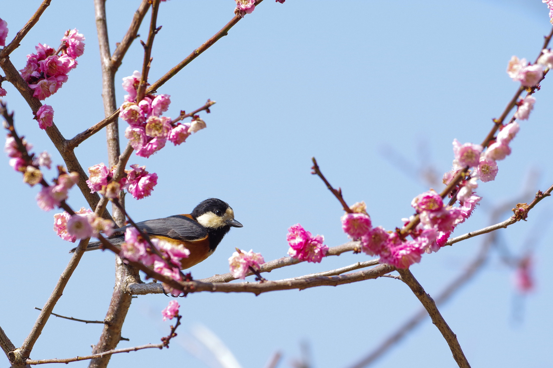 f:id:qayap:20180325191559j:plain