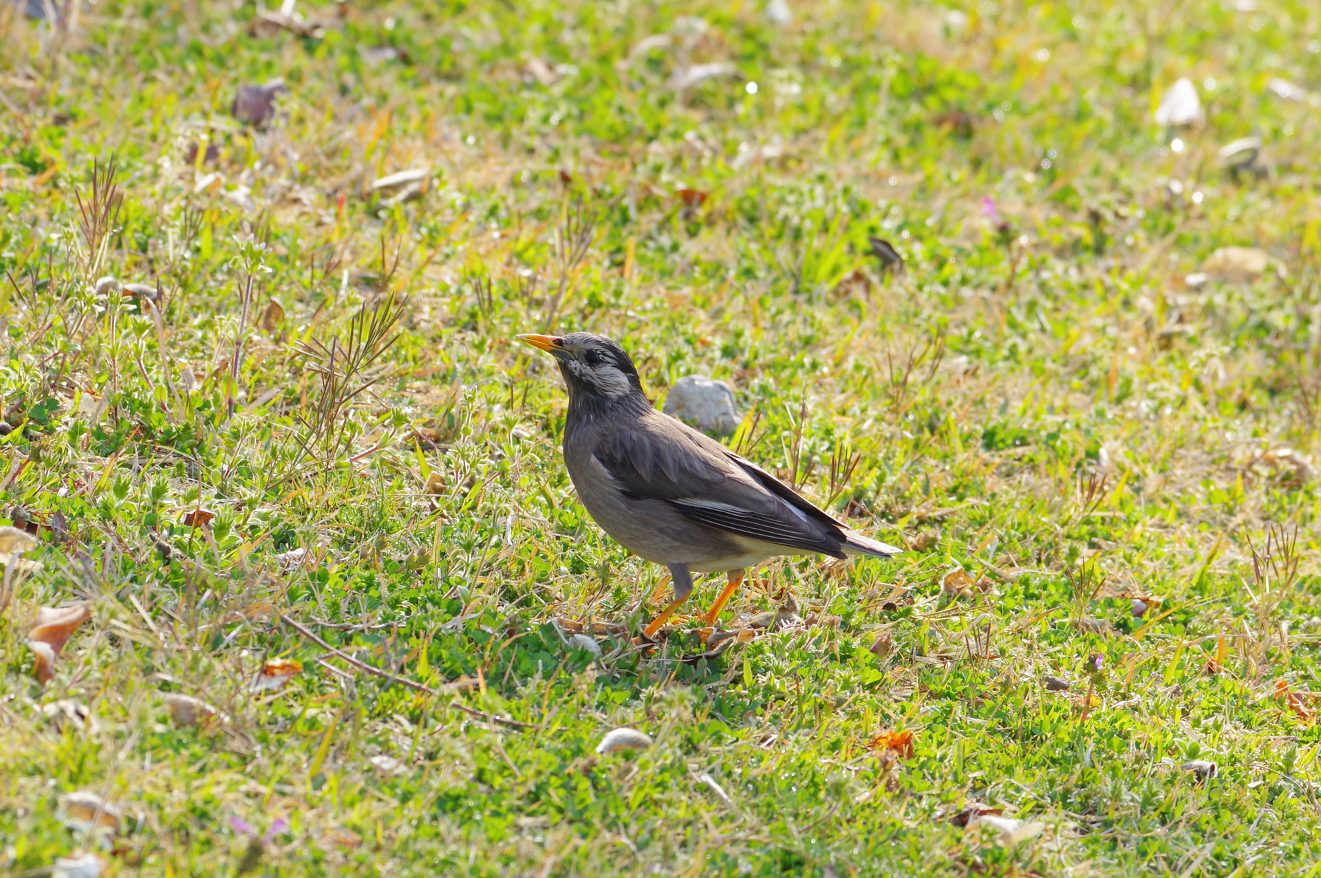 f:id:qayap:20180325191925j:plain