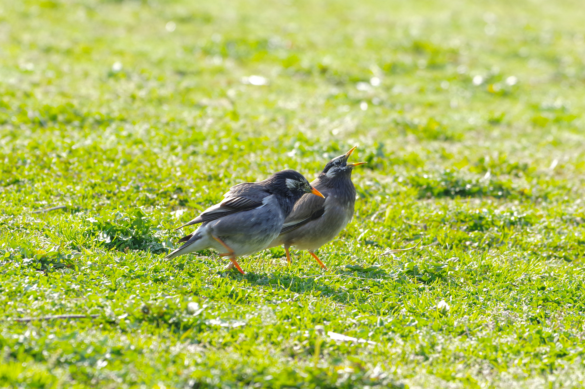 f:id:qayap:20180325191949j:plain