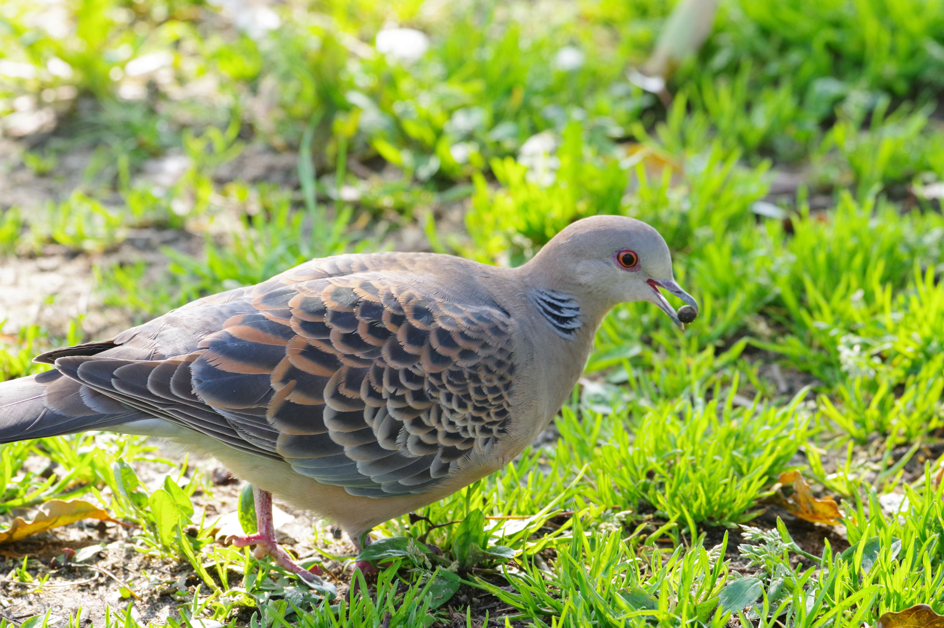 f:id:qayap:20180325192100j:plain