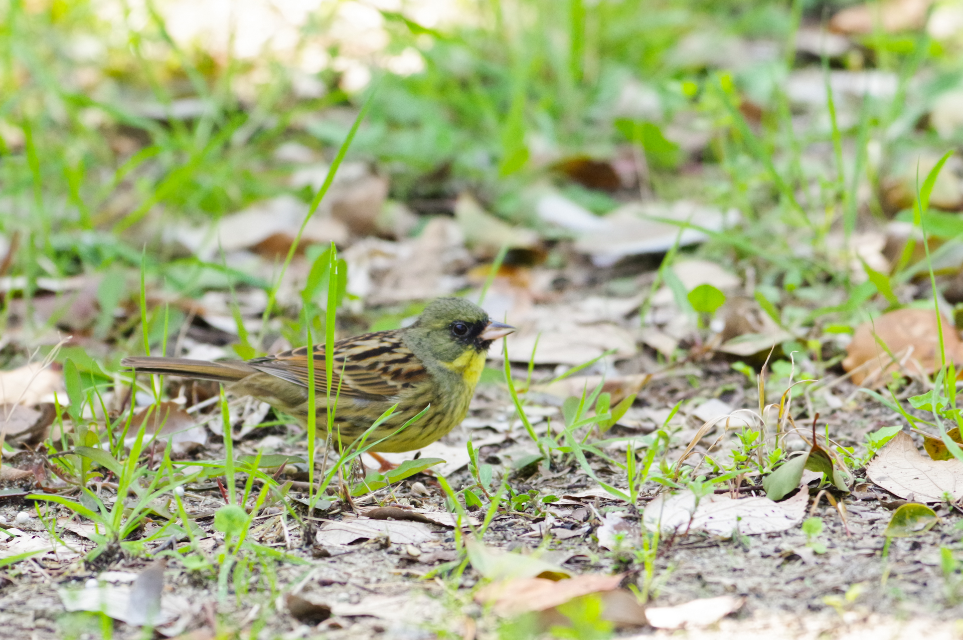 f:id:qayap:20180325192412j:plain