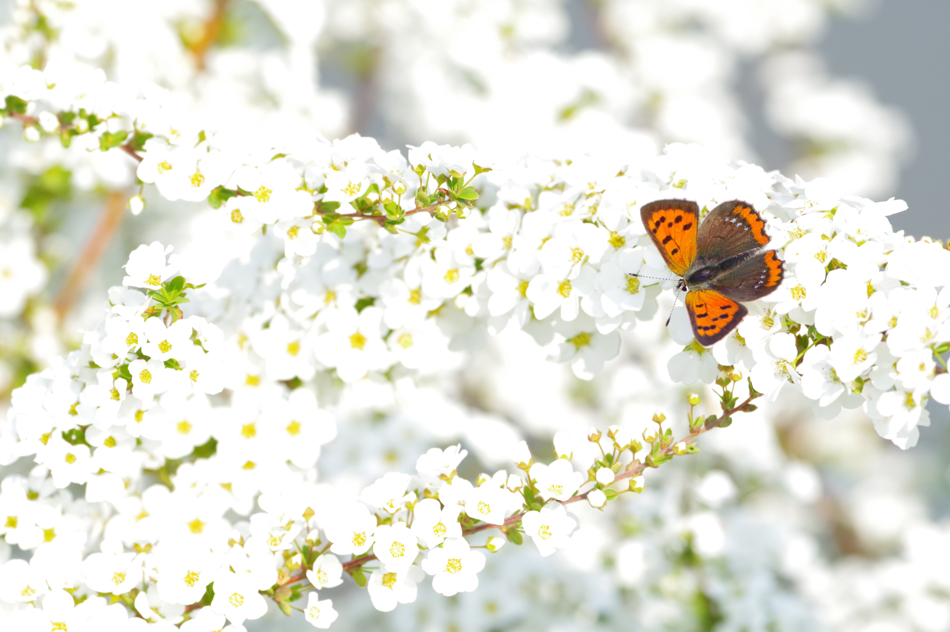 f:id:qayap:20180325193403j:plain