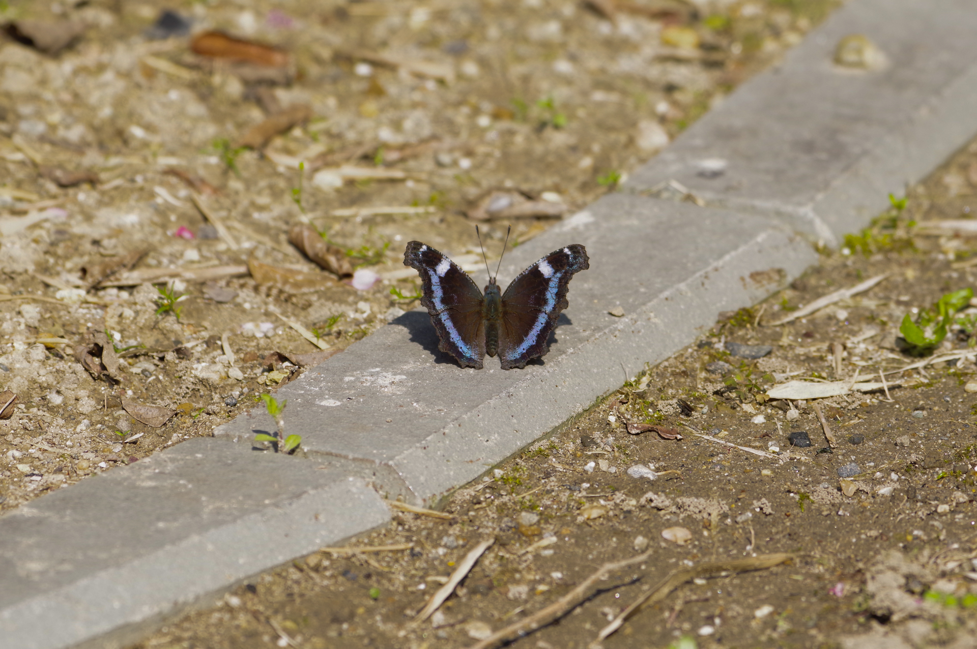 f:id:qayap:20180325194428j:plain