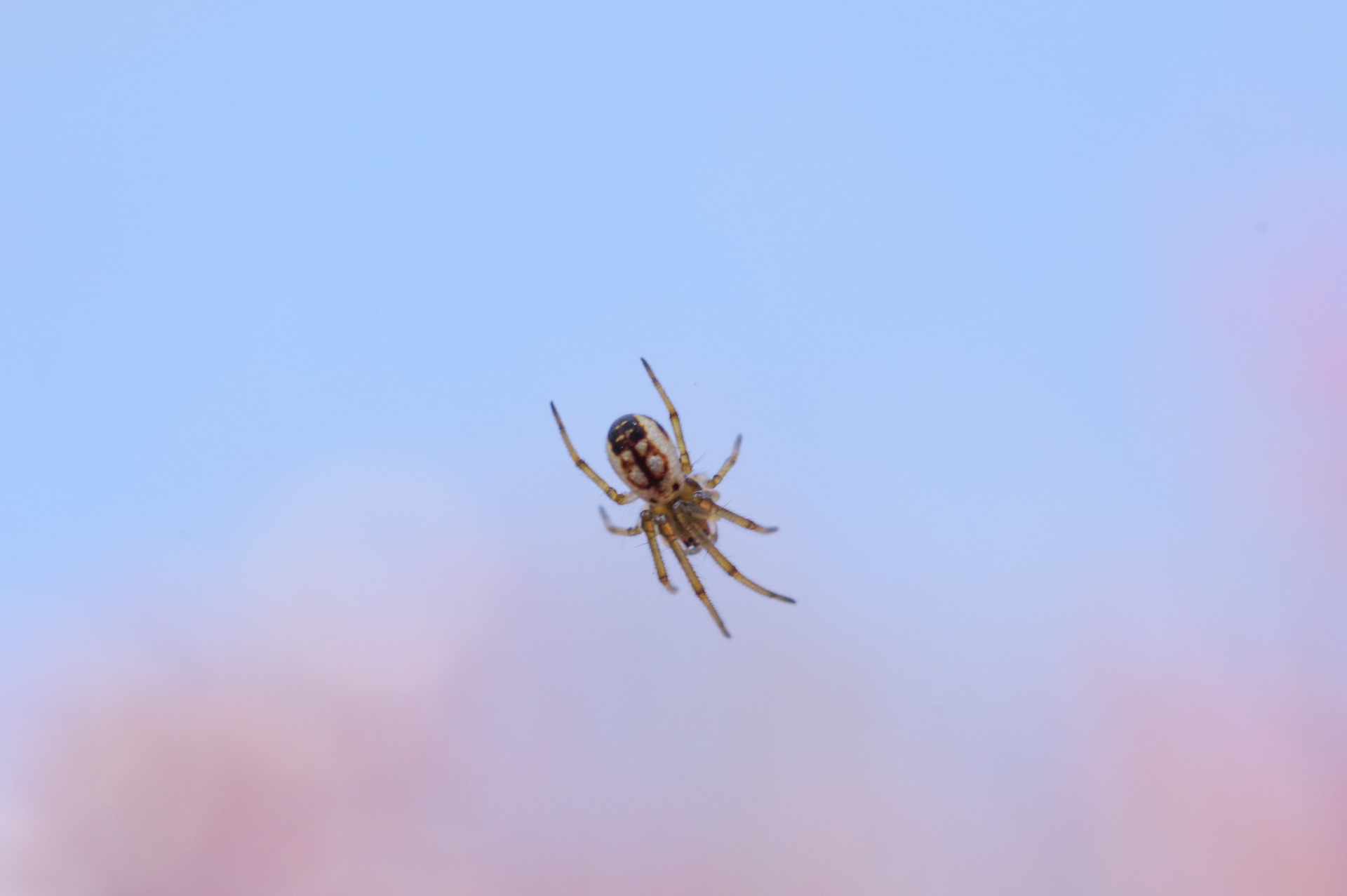 f:id:qayap:20180325194545j:plain