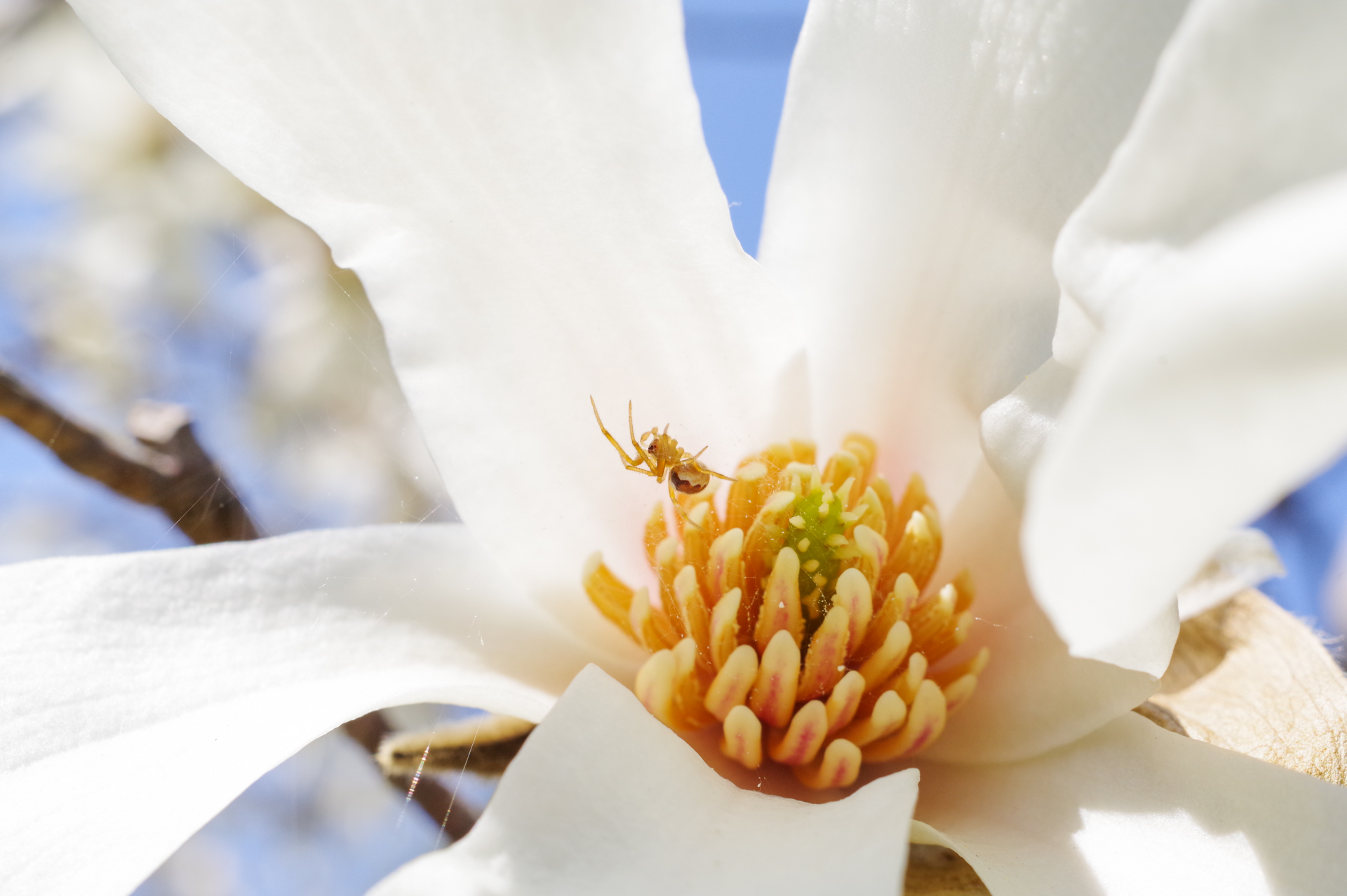 f:id:qayap:20180325194801j:plain