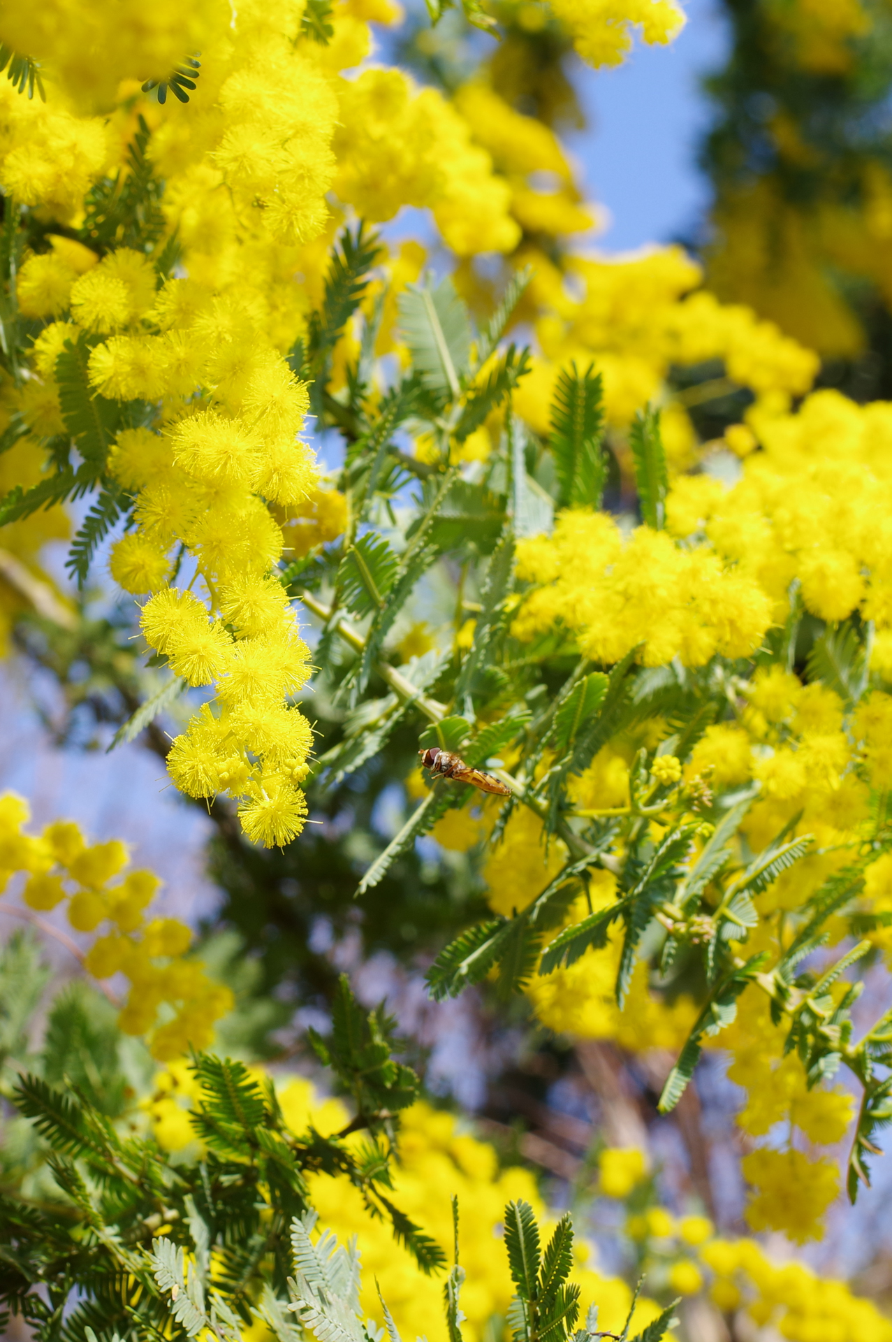 f:id:qayap:20180325195002j:plain