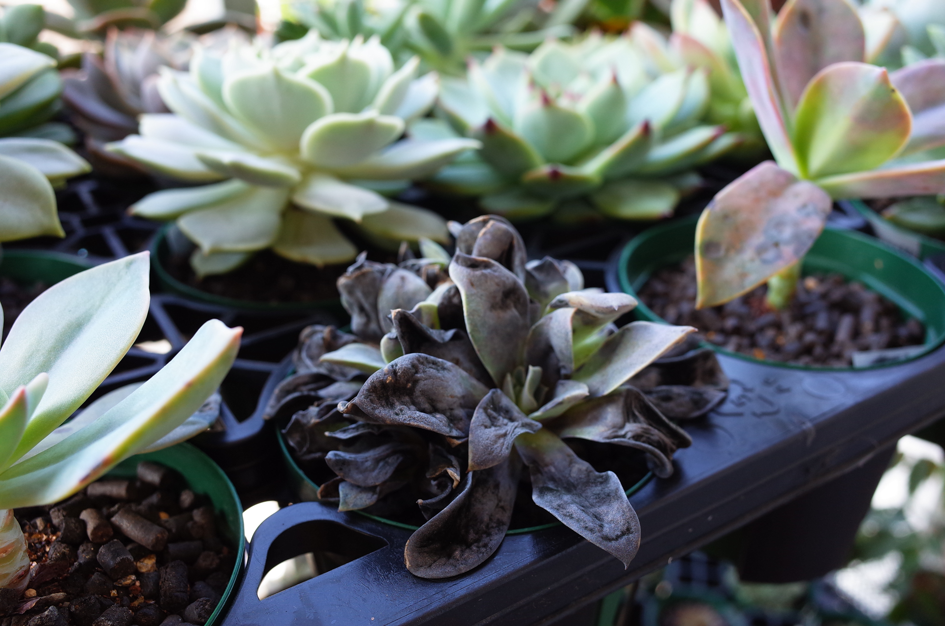 f:id:qayap:20180711210944j:plain