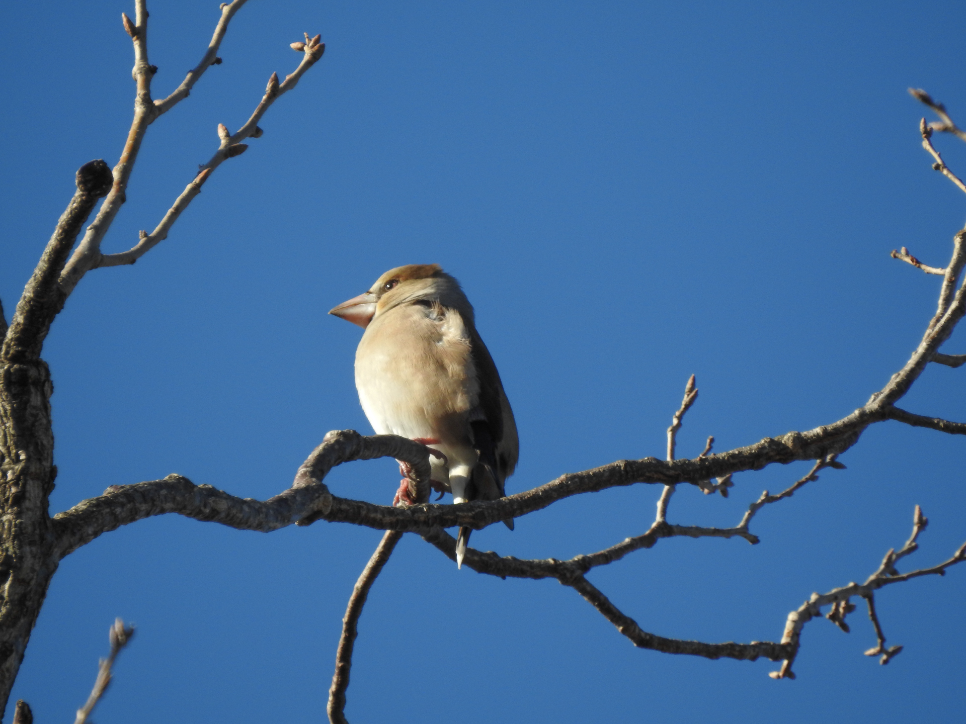 f:id:qayap:20190113141650j:plain f:id:qayap:20190113141650j:plain