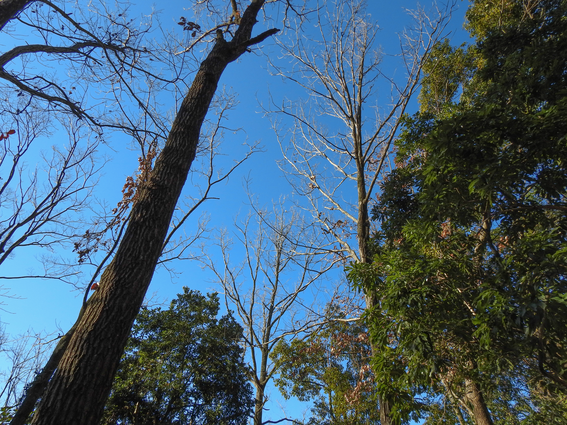 f:id:qayap:20190113142001j:plain f:id:qayap:20190113142001j:plain