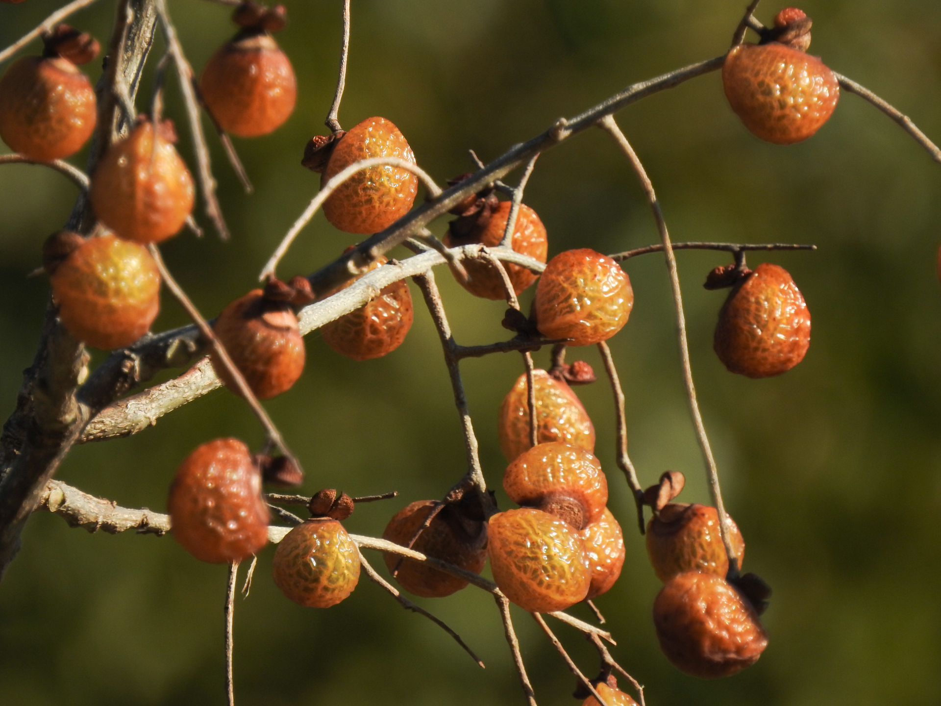 f:id:qayap:20190113142722j:plain f:id:qayap:20190113142722j:plain