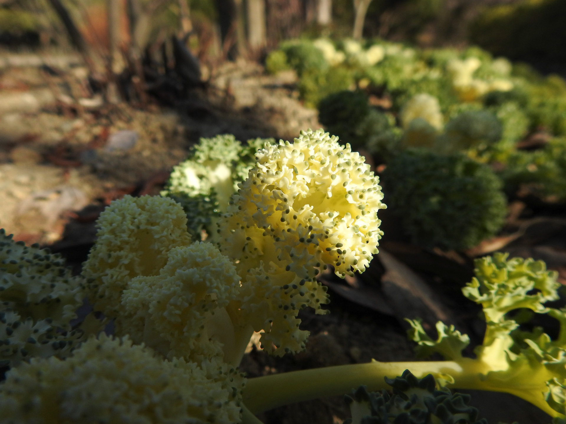 f:id:qayap:20190113143319j:plain f:id:qayap:20190113143319j:plain