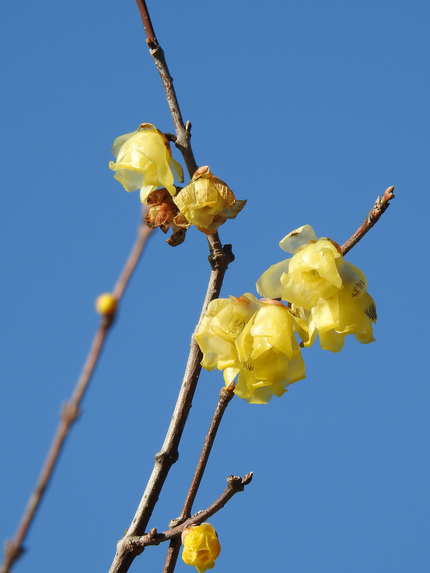 f:id:qayap:20190113143835j:plain f:id:qayap:20190113143835j:plain