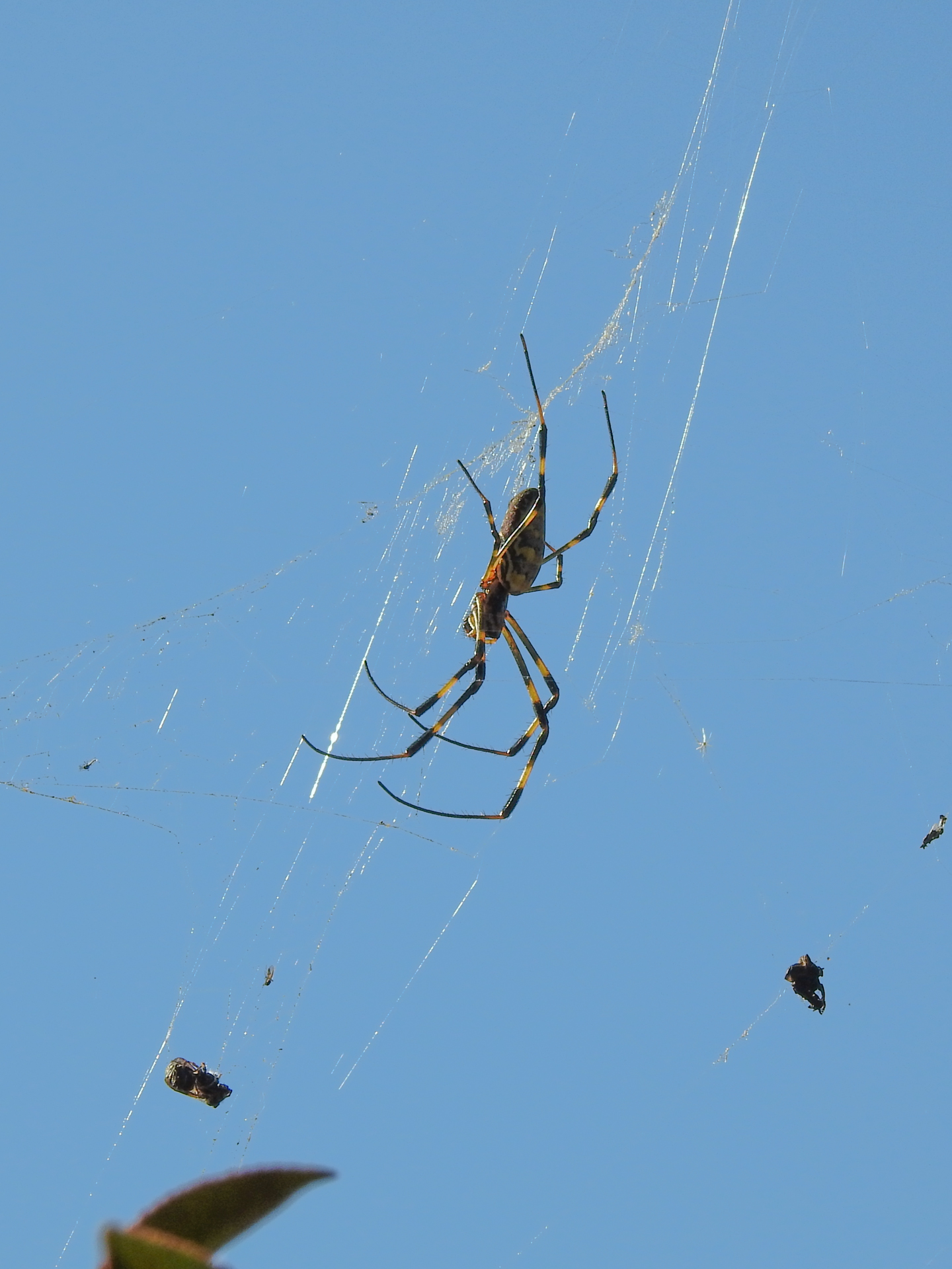 f:id:qayap:20190113144257j:plain f:id:qayap:20190113144257j:plain