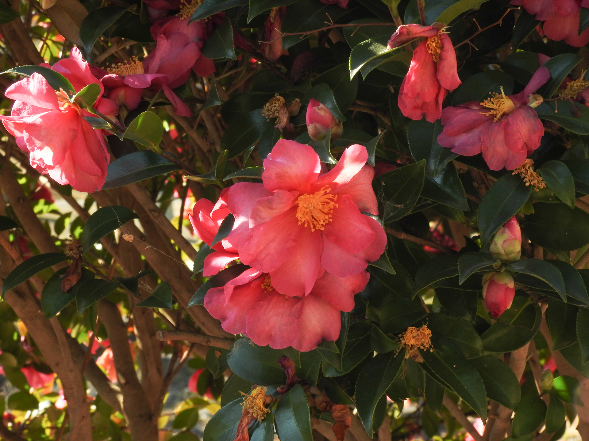 f:id:qayap:20190113144348j:plain f:id:qayap:20190113144348j:plain