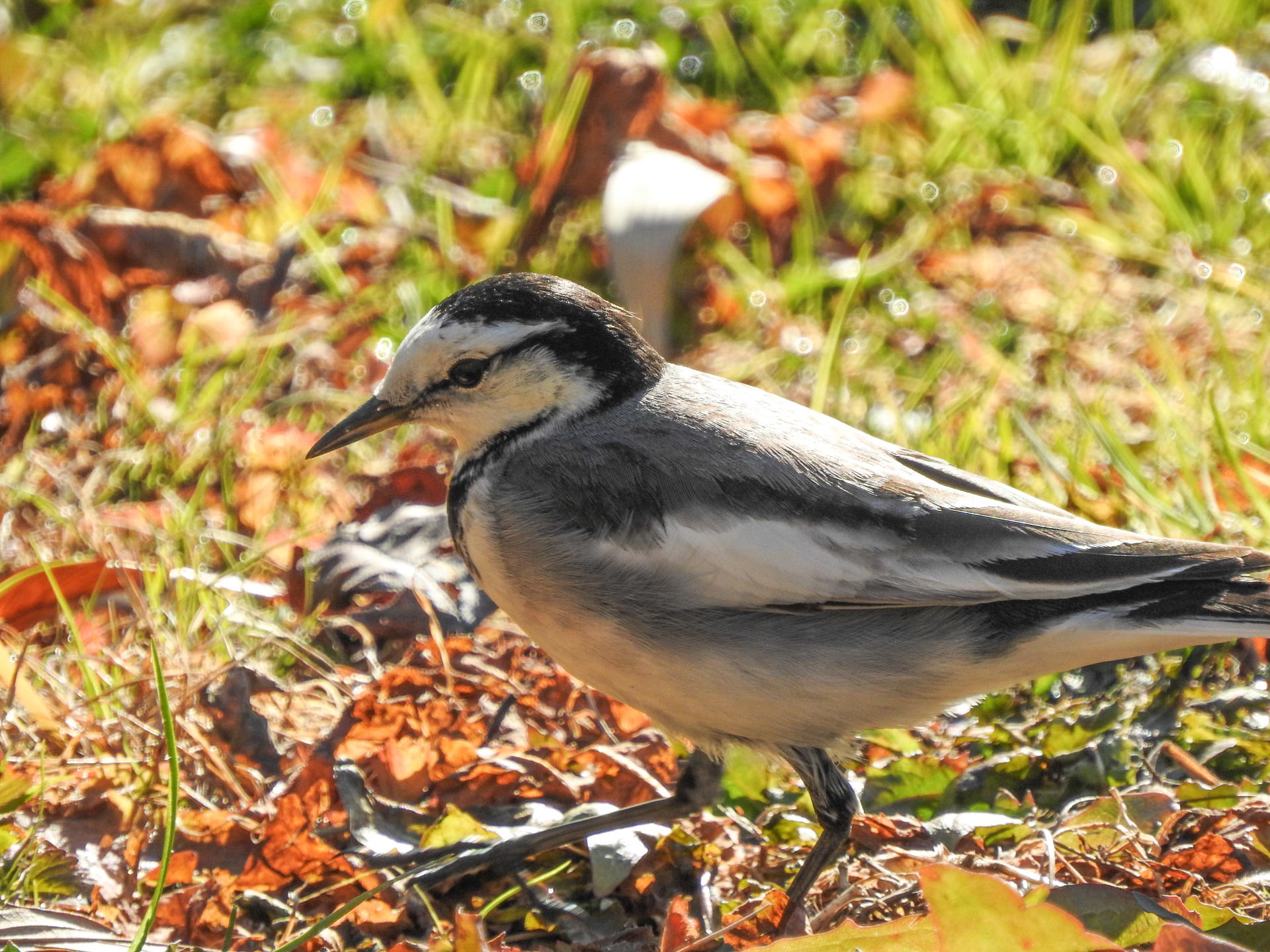 f:id:qayap:20190113144826j:plain f:id:qayap:20190113144826j:plain