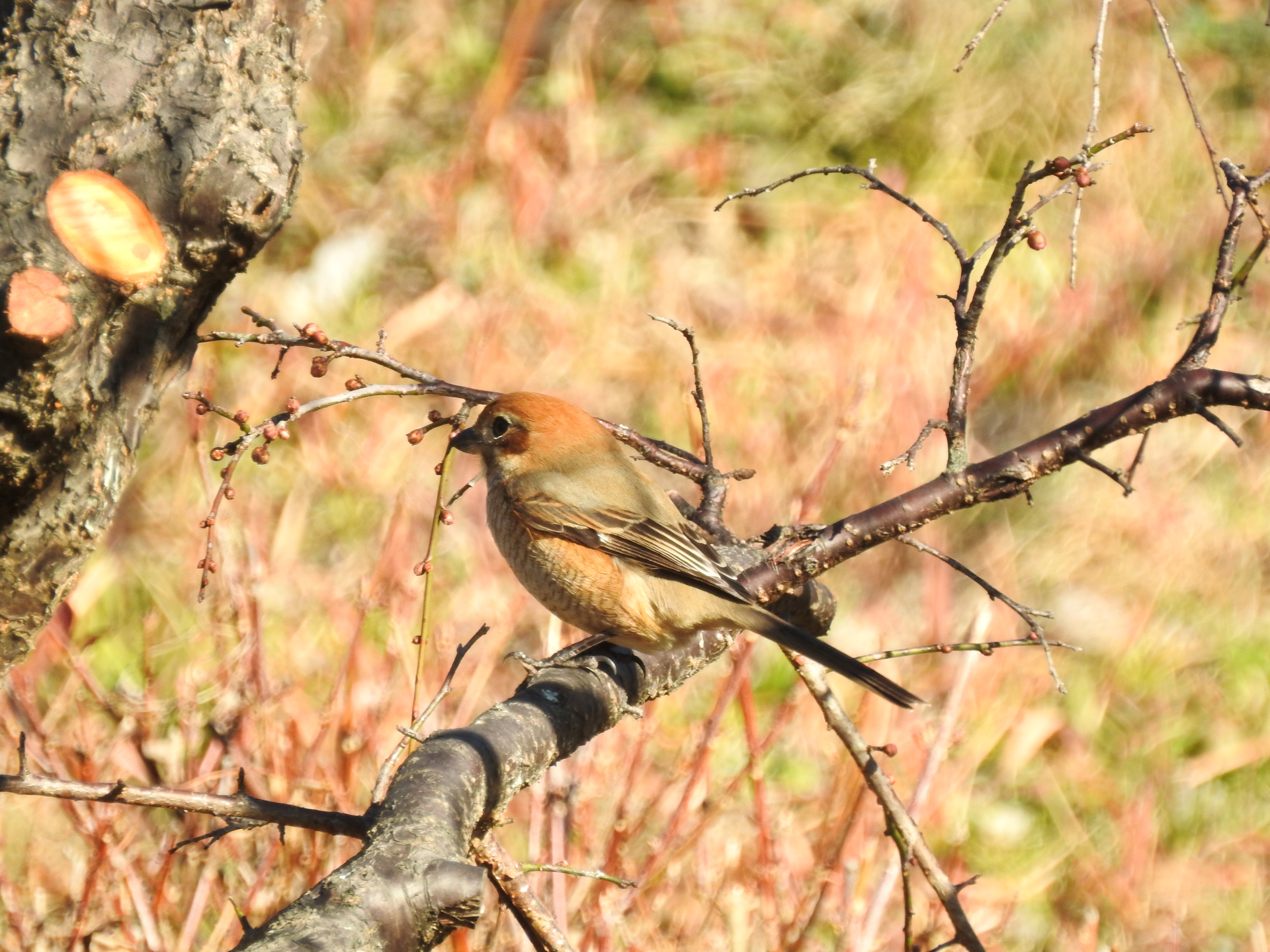 f:id:qayap:20190113145626j:plain f:id:qayap:20190113145626j:plain