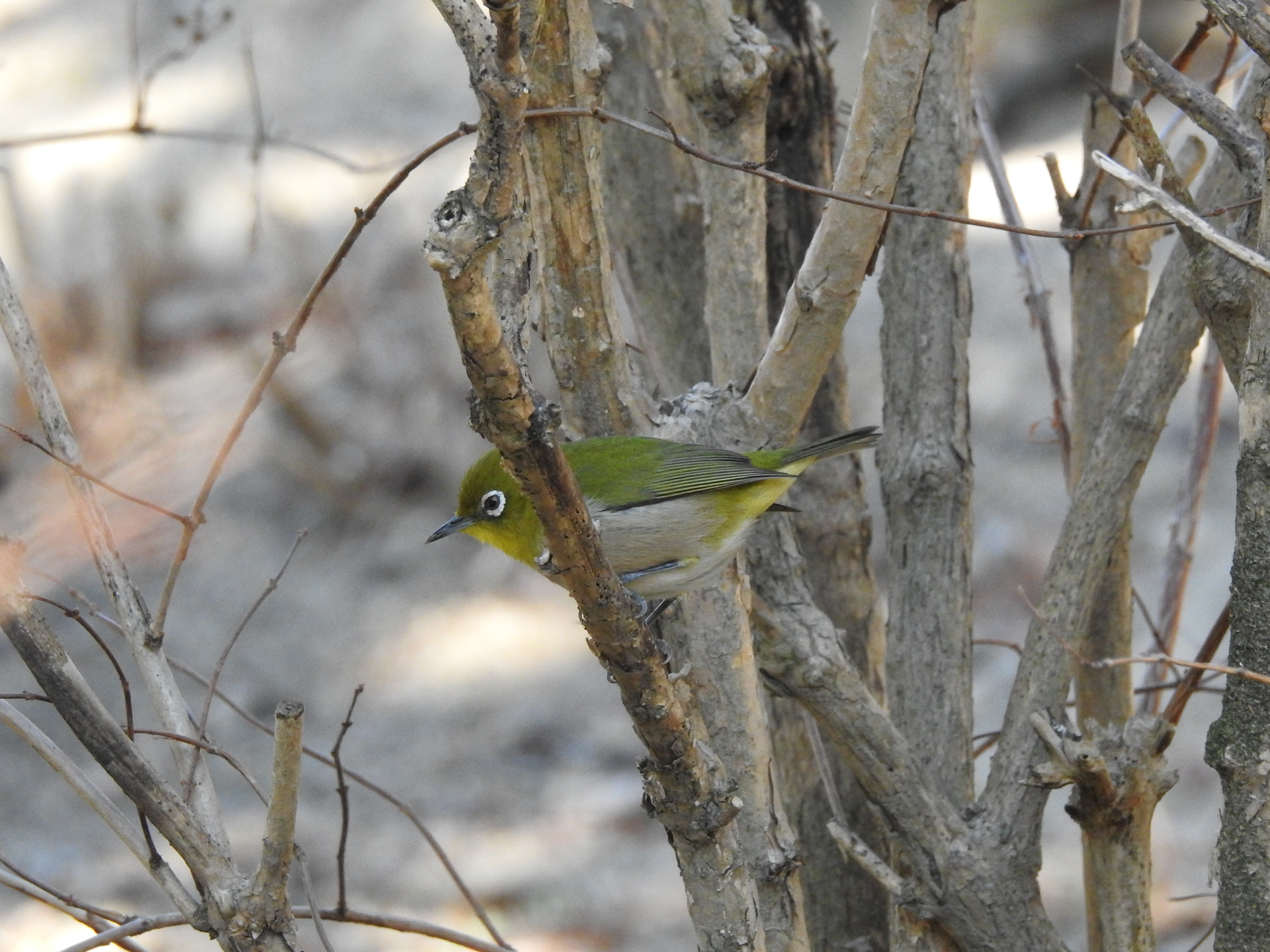 f:id:qayap:20190113145805j:plain f:id:qayap:20190113145805j:plain