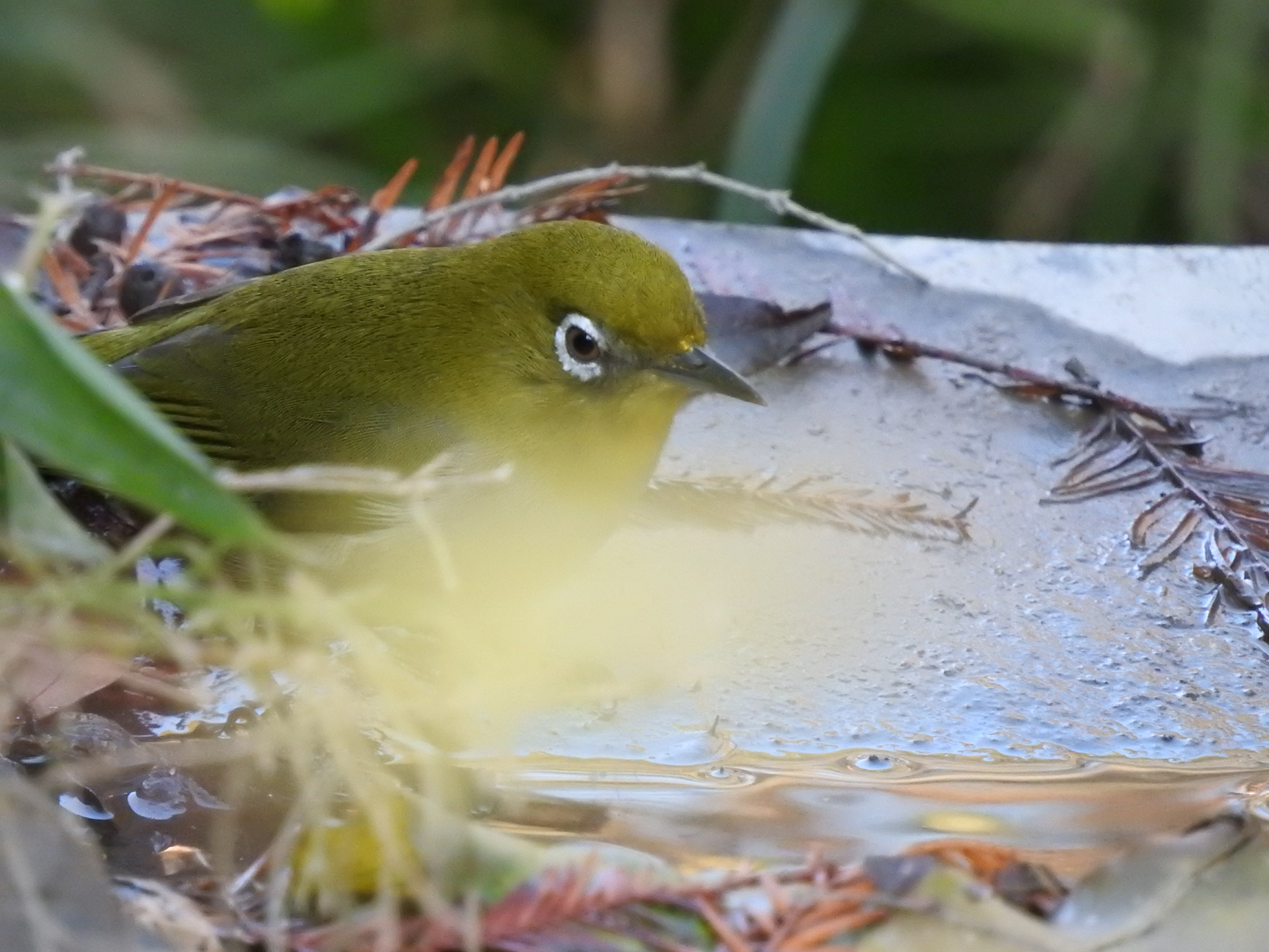 f:id:qayap:20190113145825j:plain f:id:qayap:20190113145825j:plain