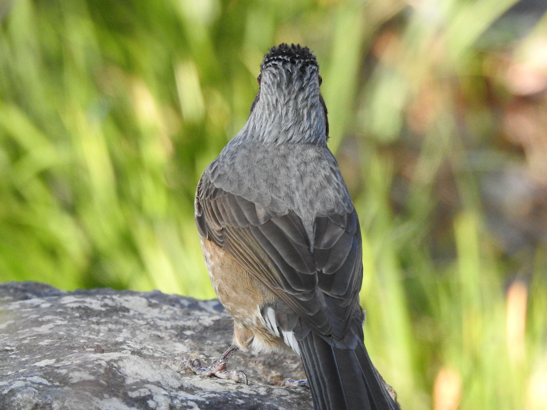 f:id:qayap:20190113145849j:plain f:id:qayap:20190113145849j:plain